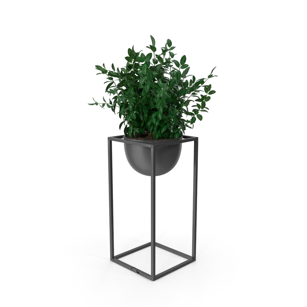 House Showpiece Plant